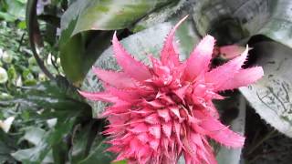 Bromeliads Aechmea fasciata [upl. by Nairret]