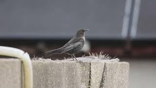 Merle à plastron  Ring Ouzel Turdus torquatus [upl. by Yttak]