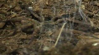 Wolf Spider Feeding Demonstration [upl. by Ailis]