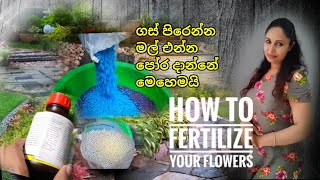 How To Fertilize Your Flower Plants  Secrets Of Flower Fertilizers  Flower Blooming Hacks 2021 [upl. by Alhahs321]