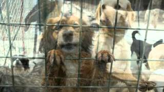 Cantecul Maidanezului din Romania  Romanian Stray dogss Song [upl. by Lenor]