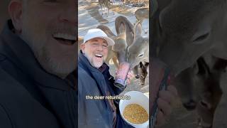 Becoming the deer herd’s free food supplyshorts animals deer fawn cute [upl. by Notlok477]