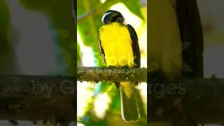 Great Kiskadee Go to Bottom Link for full video [upl. by Jahdal]