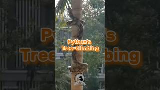 Pythons TreeClimbing Prowess A Look at Natures Adaptability wildlife python reptiles fyp [upl. by Lettig]