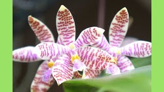 Orchid  Phal hieroglyphica Reblooms  Orchid Species  Care Tips [upl. by Mintun799]