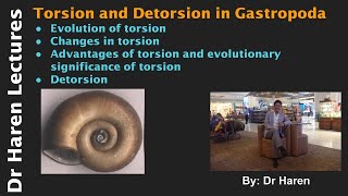 Torsion and Detorsion in Gastropoda [upl. by Charo]