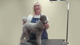 HOW TO CREATE A LAMB TRIM ON A POODLE  ANDIS [upl. by Odravde]