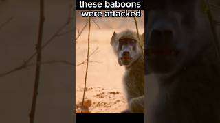 These Baboon Were Attacked shorts [upl. by Tori792]