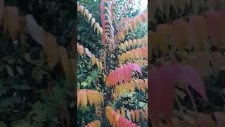 Der Essigbaum Rhus typhina schaut nicht nur im Herbst sehr schön aus kann aber zur Plage werden [upl. by Dodie]