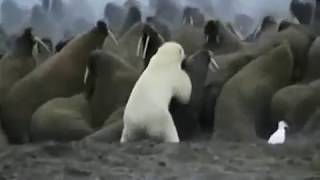 Polar Bear killed by a Walrus [upl. by Najar]