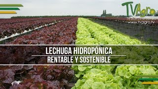 Lechuga Hidropónica Rentable y Sostenible  TvAgro por Juan Gonzalo Angel [upl. by Tavish]