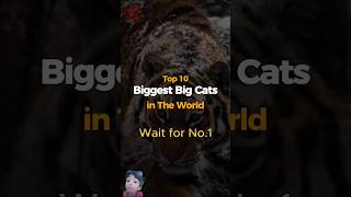 Top 10 biggest cats of the worldfacts viralshorts tiger cheetah animals motivation [upl. by Nevil587]