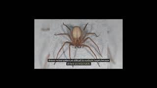 Brown Recluse Spider [upl. by Sialac]