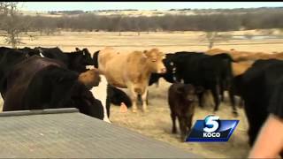 Cattle rustling ring busted in Oklahoma [upl. by Oremodlab]