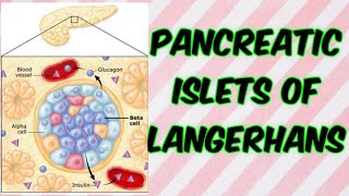 Pancreatic islets of Langerhans [upl. by Gilberto]