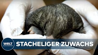 TIERPARK BERLIN BEGRÜSST STACHELBABY Extrem selten KurzschnabeligelZuwachs  WELT gute Nachricht [upl. by Sorkin578]