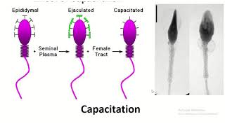 Capacitation of Spermatozoa Unlocking the Journey to Fertilization [upl. by Aihtnic330]