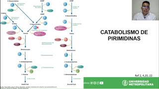 Metabolismo de las Pirimidinas [upl. by Gav720]