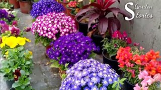 Best 30 Winter Flowering Plants  Winter Garden Overview 2020 [upl. by Kitchen]