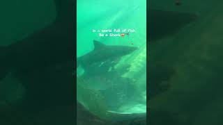 Giant Sea Aquarium । Shark 🦈 😱shorts youtubeshorts shark [upl. by Atalanti125]