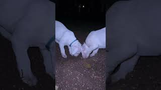 Dogo argentino puppies Lithuania [upl. by Atteuqehs]