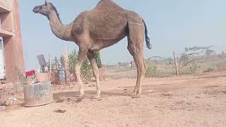 रेगिस्तान का जहाज़ CAMEL 🐪 [upl. by Hunt]