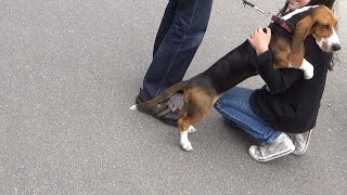 Basset artésien normand Hund schmust mit Frauchen [upl. by Trow]