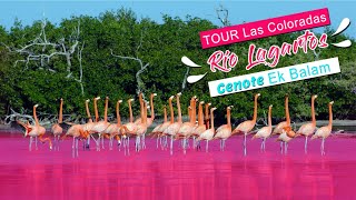 TOUR LAS COLORADAS CENOTE amp RÍO LAGARTOS [upl. by Cordula]