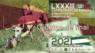 Cuartos de Final quot LXXXIII Campeonato de España de Galgos en campoquot [upl. by Laemsi712]