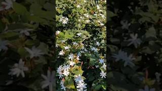 कुंद की कटिंग कैसे लगाएं  How to Grow Star Jasmine Vine from Cutting floweringplant [upl. by Ttebroc]