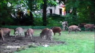 Das wilde Berlin Eine Invasion freilebender Tiere [upl. by Eimarrej]