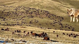 KURT SÜRÜYE DALDI—AYI GECE SÜRÜYE GELDİ —AYILARLA KÖPEKLERİN GECE MÜCADELESİ [upl. by Ioab573]