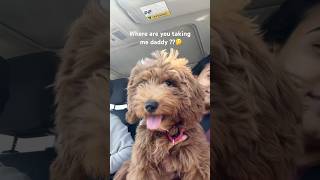 Why do my parents take me out everyday 🤔cute dog goldendoodle puppy doglover happydog love [upl. by Sikras]