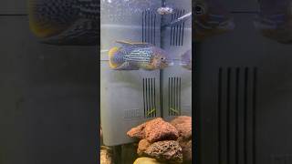 Green Terror  Golden Saum cichlid live feeding fish aquarium cichlid feeding cichlids [upl. by Luke]