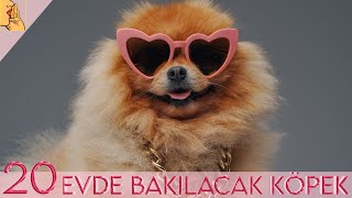 Evde ve Apartmanda Bakılabilecek 20 Zeki Köpek Cinsi köpek dog evdebakilacakköpekler [upl. by Ylimme]