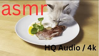 asmr  Kitten eats breakfast [upl. by Snow]