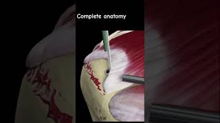 Anatomy in 3d viralshorts shorts ytshorts anatomy aiims nursing CompleteAnatomyElsevier [upl. by Aisanahta245]