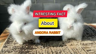 Angora Rabbit Top 10 Facts  rabbit fact angorarabbit [upl. by Magill]