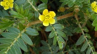 Tribulus terrestris Tribolo medicinal herb [upl. by Silvain]