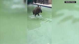 Moose rescued after getting stuck under pools cover [upl. by Schriever]