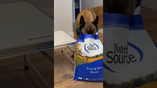 Dog Snack Using Nutri Source Dog Food dog belgianmalinois dogfood [upl. by Elletnuahs]