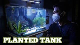 new planted tank setup sri lanka [upl. by Jannery]