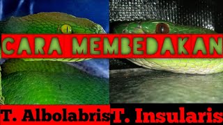 CARA MEMBEDAKAN  TRIMERESURUS ALBOLABRIS DENGAN TRIMERESURUS INSULARIS [upl. by Herzen]