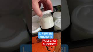 L Reuteri yoghurt failed or success second batch no separation reuteri yoghurt weightloss [upl. by Rednirah870]