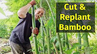 DIY Bamboo Gardening How to Cut and Replant Bamboo [upl. by Tonl]