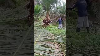 Kebablasan Pruning kelapa sawit sampai bongsai [upl. by Paddie]