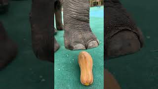 Man Puts Foot Under Elephant’s Foot  😱 [upl. by Seuguh]