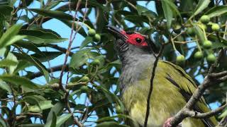 Australasian Figbird 47 [upl. by Asiilanna]