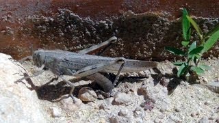 Langosta migratoria oavando eierlegende Heuschrecke egglaying Locust Anacridium aegyptium [upl. by Arikal]