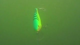 Trolling test a Rapala Super Shad Rap 14 metres deep [upl. by Sandeep]